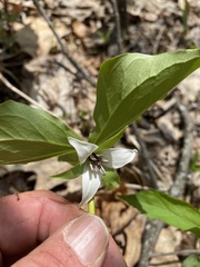 Trillium rugelii