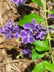 Duranta erecta