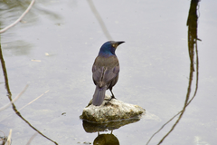 Quiscalus quiscula