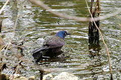 Quiscalus quiscula