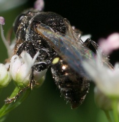 Oxybelus bipunctatus