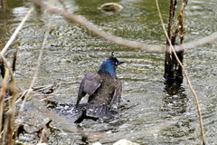 Quiscalus quiscula