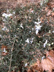 Teucrium racemosum