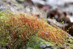 Amblystegium