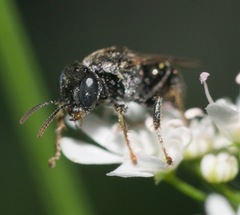 Oxybelus bipunctatus