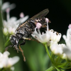 Oxybelus bipunctatus