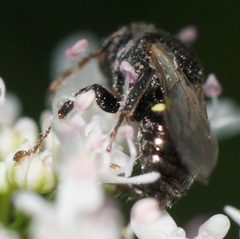 Oxybelus bipunctatus