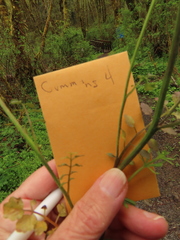 Cardamine oligosperma