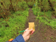 Cardamine oligosperma