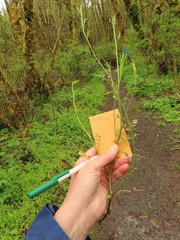 Cardamine oligosperma