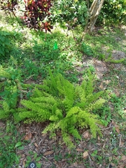 Asparagus densiflorus