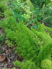 Asparagus densiflorus