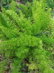 Asparagus densiflorus
