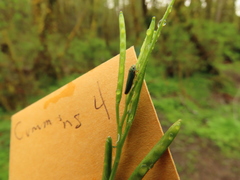 Cardamine oligosperma