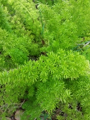 Asparagus densiflorus