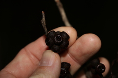 Eucalyptus tindaliae