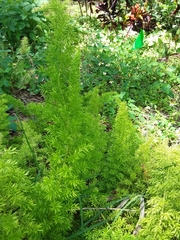 Asparagus densiflorus
