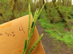 Cardamine oligosperma