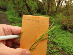 Cardamine oligosperma