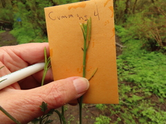 Cardamine oligosperma