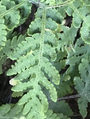 Pentagramma rebmanii