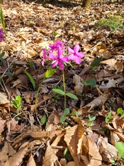 Phlox divaricata divaricata