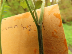 Cardamine oligosperma