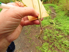 Cardamine oligosperma