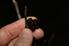 Eucalyptus tindaliae