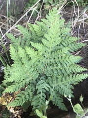 Pentagramma rebmanii