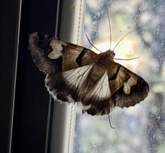 Drasteria pallescens