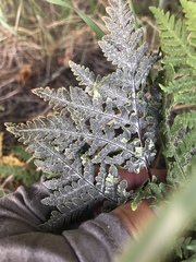 Pentagramma rebmanii