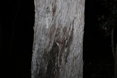 Eucalyptus tindaliae