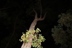 Eucalyptus tindaliae