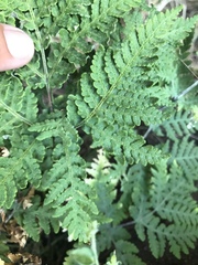 Pentagramma rebmanii