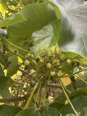Magnoliopsida