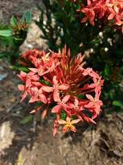 Ixora coccinea