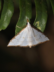 Ramila acciusalis