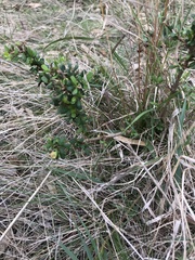 Bursaria spinosa spinosa
