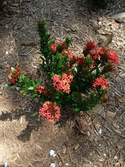 Ixora coccinea