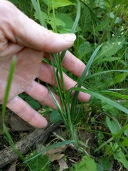 Carex cephaloidea