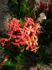 Ixora coccinea