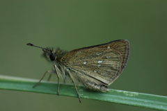 Piruna gyrans