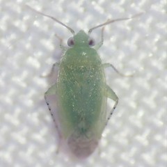 Phymatopsallus