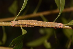 Catocala muliercula