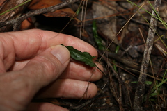 Convolvulus erubescens