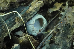 Hypomyces stephanomatis