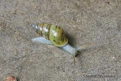 Drymaeus interpunctus