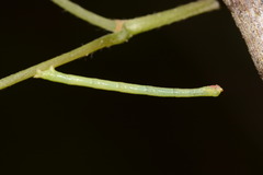 Eulithis diversilineata