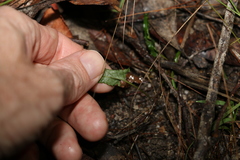 Convolvulus erubescens